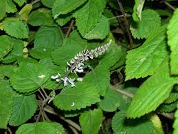 Image result for Plectranthus fruticosus