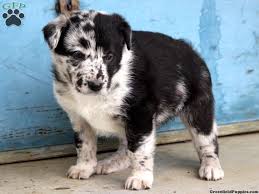 Toby is an australian shepherd/ border collie mix, 5 yrs old, neutered, up to date on shots and flea/tick prevention. Australian Shepherd Aussie Puppies Working Dogs