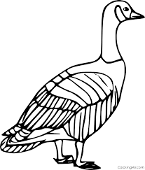 You can print or color them online at. Simple Canada Goose Coloring Page Coloringall