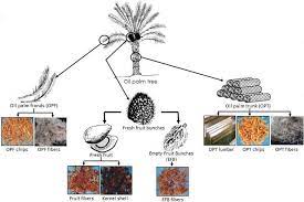 Biological delignification of shredded oil palm empty fruit bunch using mycelia culture of ganoderma lucidum as a potential ruminant feedstuff. Biomaterial From Oil Palm Waste Properties Characterization And Applications Intechopen