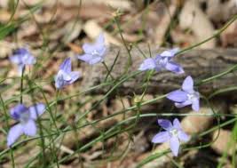 Image result for Wahlenbergia capitata