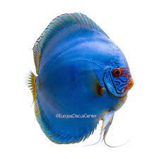 Discus intervertebralis suis (дискус интервертебралис суис) d8 22 мкл, acidum ascorbicum (ацидум аскорбикум) d6 22 мкл. Kobalt Blau Diskus Europa Discus Center