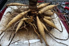 Bilderesultat for tuber