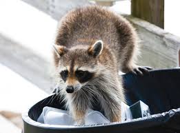 Last night it seemed as if someone was moving around in my attic.quite scary.just in time for holloween. Jb Brooklyn Ny Pest Control Exterminators Pest Control Exterminator Bath Beach Brooklyn Ny Pest Control Exterminator Bay Ridge Brooklyn Ny Pest Control Exterminator Bedford Stuyvesant Brooklyn Ny Pest Control Exterminator Bensonhurst Brooklyn