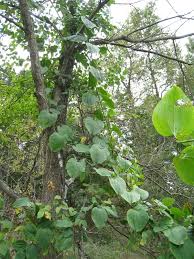 Image result for Smilax  tamnoides