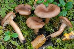 Image result for Lactarius mutabilis