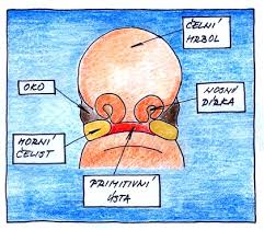Niekedy sa krvácanie dostaví v čase. 8 Tyden Tehotenstvi Tehotnicek