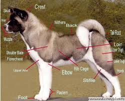 Pin By Rachelle Donovan On Too Cute American Akita Akita