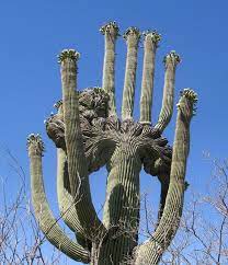 One of the biggest selling points of a cactus is that it's a relatively low maintenance houseplant. Pin By Janice Randolph On Arizona Cactus Cactus Flower Cactus Plants