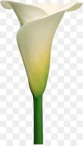White mini calla lilies is a variety of white flowers from our wholesale flowers collection that is excellent for calla lily boutonniere, calla lily bridal bouquet, wedding flowers, wedding centerpiece ideas, wedding bouquets, anniversary flowers, happy birthday flowers, and more. Calla Png And Calla Transparent Clipart Free Download Cleanpng Kisspng