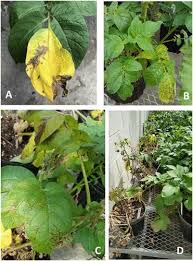 Sprinkle with a mix of soil and compost. Potato Plants At Highest Risk Of Potato Virus Y Infection During First Three Weeks Eurekalert Science News