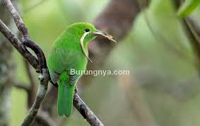 Sebenarnya burung bertubuh mungil ini merupakan burung yang dilindungi pemerintah, tapi saat ini yang kedua dari jenis burung kancilan dan populer memiliki suara nyaring adalah burung kancilan emas. 16 Ciri Cucak Ijo Mini Dan Perawatan Harian Burungnya Com