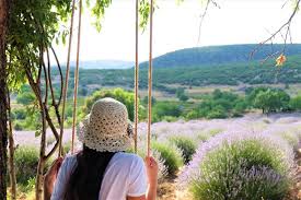 Türki̇ye'nin lavanta üretiminin yüzde 90'ının karşılandığı isparta'nın 250 nüfuslu kuyucak köyünde, mor çiçeklerin arasında doğayla iç içe olma imkanı sunuluyor. Isparta Nin Lavanta Kokulu Koyu Kuyucak Koyu Nde Bir Gun Oitheblog