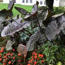 Check spelling or type a new query. Colocasia Distant Memory Pp30292 Walters Gardens Inc