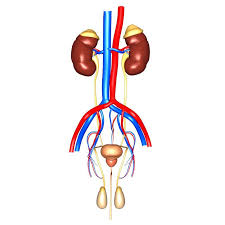 Human Urinary And Reproductive System Organs Anatomy 3d Model Eonexperience