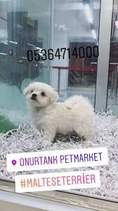 Beyaz Maltese Terrier Yavrumuz Beyaz Maltese Terrier Yavrumuz Kopek Kopekseverler Kopeksahiplendirme Kopekyavrusu Evcilh Kopek Evcil Hayvanlar Tintin