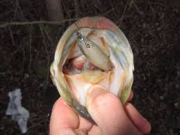 Camping and fishing experience at Killbear Provincial Park