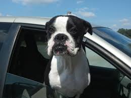 Black And White Boxer Dog Rare Black And White Boxer Dog Boxer Dogs White Boxer Dogs Black Boxer Dog