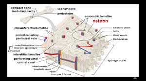 Apart from this, the bone also produces the blood tissue. Bones Structure And Types Youtube