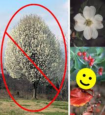 Flowering dogwood grows 20 to 35 feet tall and spreads 25 to 30 feet. Callerypear Bradford Stinky Invasive Will Be Banned From Ohio Sales In 2023 Replace It Flowering Dogwood Trees To Plant Small White Flowers Plant Sale