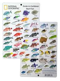 Caribbean Coral Reef Fish Guide Fish Chart Sea Fish