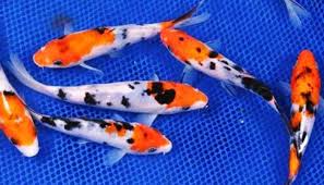 Jika tidak memiliki kolam yang luas, budidaya ikan hias bisa dilakukan di dalam akuarium atau bak semen yang cukup kecil. Cara Budidaya Ikan Koi Panduan Untuk Pemula Suka Ikan