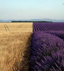 Home Page Lavender Fields Beautiful Nature Photo
