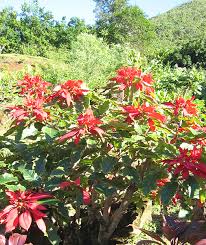 Image result for Euphorbia pulcherrima