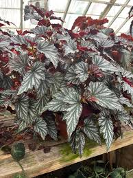 Image result for Begonia horticola
