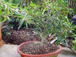 Image result for Ficus salicifolia