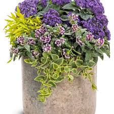 Image result for Heliotropium lineare