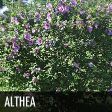 Check spelling or type a new query. Plants For Dallas Your Source For The Best Landscape Plant Information For The Dallas Ft Worth Metroplex Ornamental Trees Plants For Dallas Tx Best Ornamental Trees For Dallas Tx
