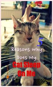 5 Reasons Why Does My Cat Sleep On Me Cat Sleeping Cats Cat Love