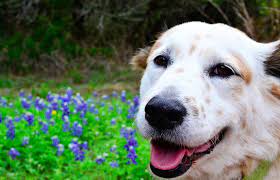 These names ideas for white dogs are wonderful and creative which are customise by color, breed, size, and group. Flower Names For Dogs