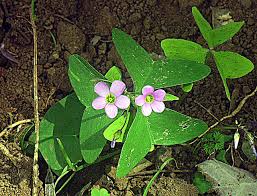 Image result for Oxalis latifolia