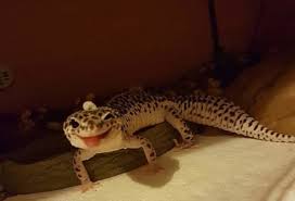 Aug 07, 2018 · on average, a bearded dragon is going to cost anywhere from $45 to $125. Are Leopard Geckos From Petsmart Healthy Reptile Jam