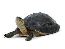 Indonesian Box Turtle For Sale Turtles For Sale Box Turtles For Sale Box Turtle