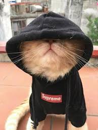  7 Ways To Read Your Cat S Mood Cute Animals Cute Cats Cute Baby Animals