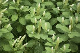 Image result for Phytolacca