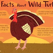 Average sizes of men and women. Fun Wild Turkey Facts And Trivia