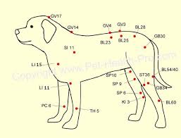 Dog Acupressure Points Canine Acupuncture Point Chart