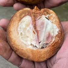 Image result for Pouteria