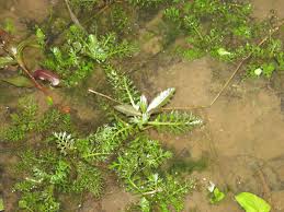 Image result for Rorippa