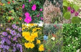 Maybe you would like to learn more about one of these? Top 15 Native Texas Plants To Grow Native Backyards