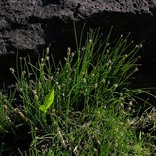 Image result for Eleocharis confervoides