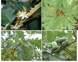 Image result for Solanum cyaneopurpureum