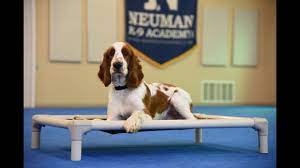 Giving welsh springer spaniel puppies socialization training is essential to help them get over their shy and reserved nature. Wilson Welsh Springer Spaniel Boot Camp Dog Training Video Demonstration Youtube