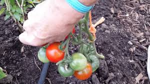 Will produce outdoors in warm and. Tomato Variety Stupice Youtube