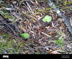 Image result for Holothrix villosa