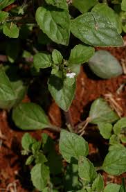 Image result for Diclis ovata